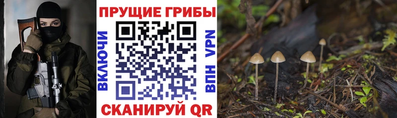 Галлюциногенные грибы Psilocybe  Краснотурьинск 